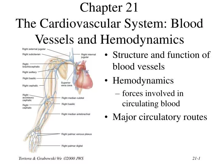 chapter 21 the cardiovascular system blood vessels and hemodynamics