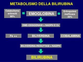 METABOLISMO DELLA BILIRUBINA