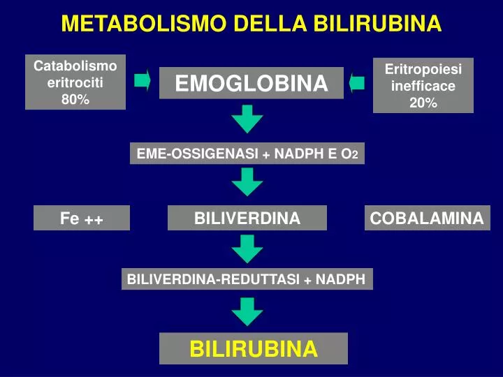 metabolismo della bilirubina