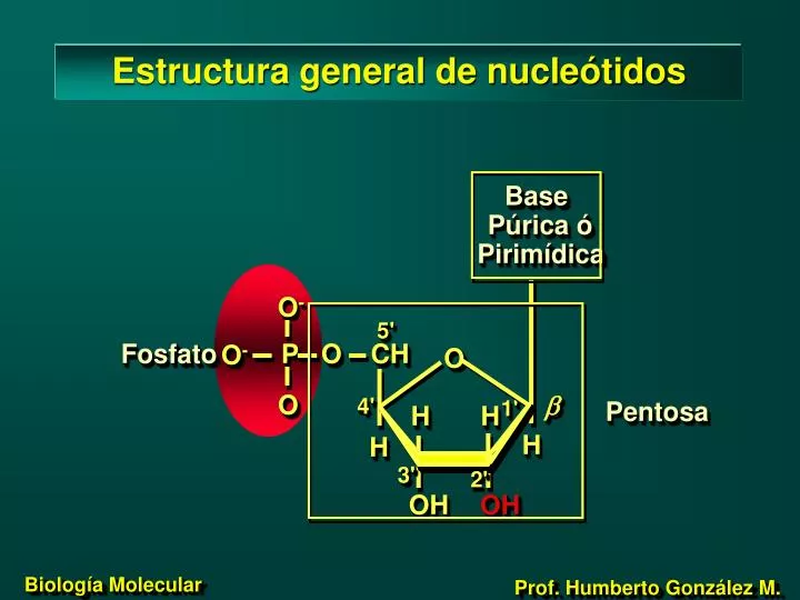 estructura general de nucle tidos