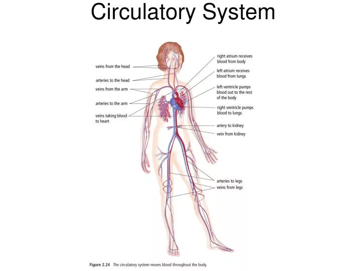 circulatory system