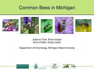 Common Bees in Michigan