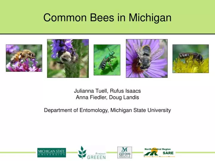 common bees in michigan