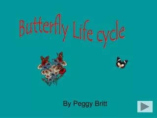 Butterfly Life cycle