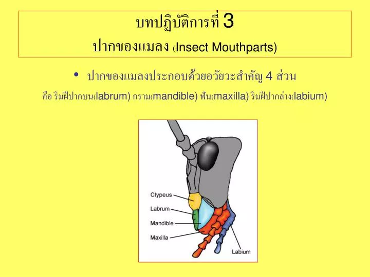 3 insect mouthparts