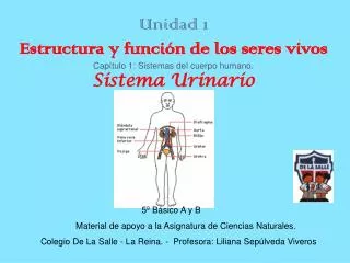 Unidad 1 Estructura y función de los seres vivos Capítulo 1: Sistemas del cuerpo humano. Sistema Urinario