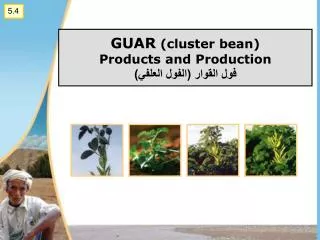 GUAR (cluster bean) Products and Production ??? ?????? (????? ??????)