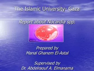 The Islamic University- Gaza Report about Nocardia spp . Prepared by Manal Ghanem El-Astal Supervised by Dr. Abdelraouf