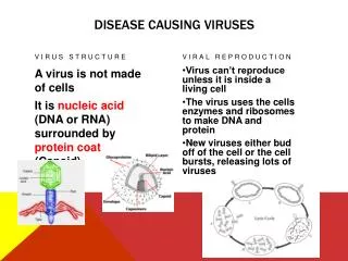 Disease causing viruses