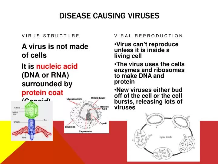 disease causing viruses