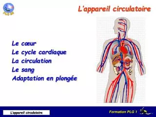 l appareil circulatoire