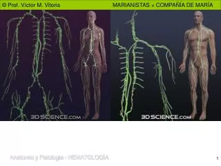 el sistema linfatico