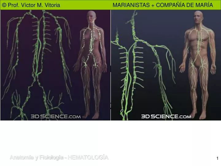 el sistema linfatico