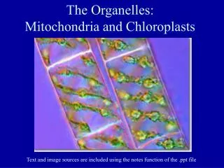 The Organelles: Mitochondria and Chloroplasts