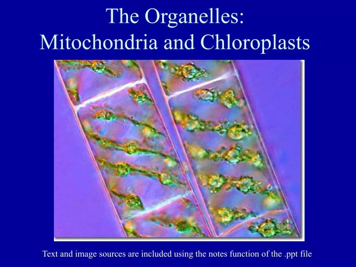 the organelles mitochondria and chloroplasts