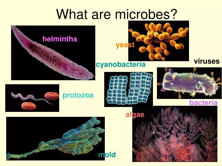 what are microbes