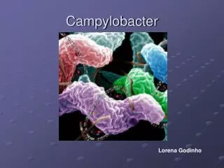 campylobacter