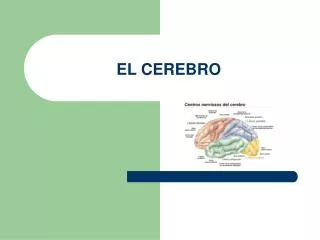 el cerebro