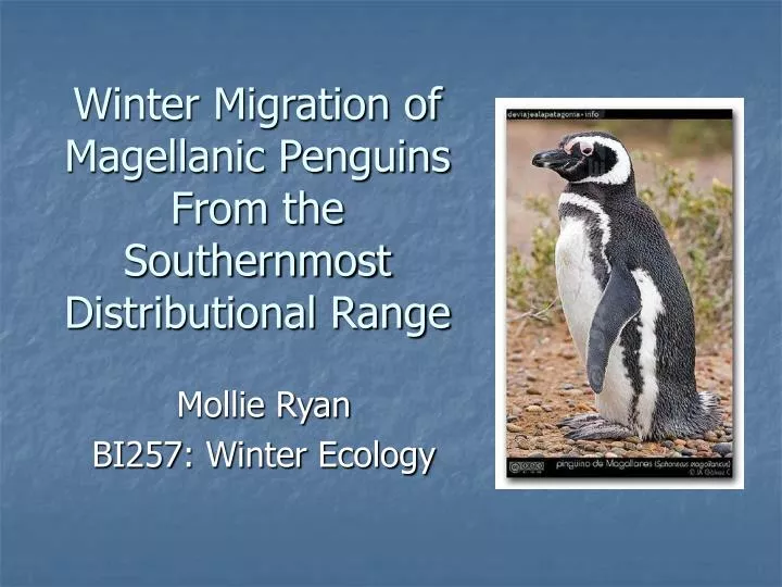 winter migration of magellanic penguins from the southernmost distributional range