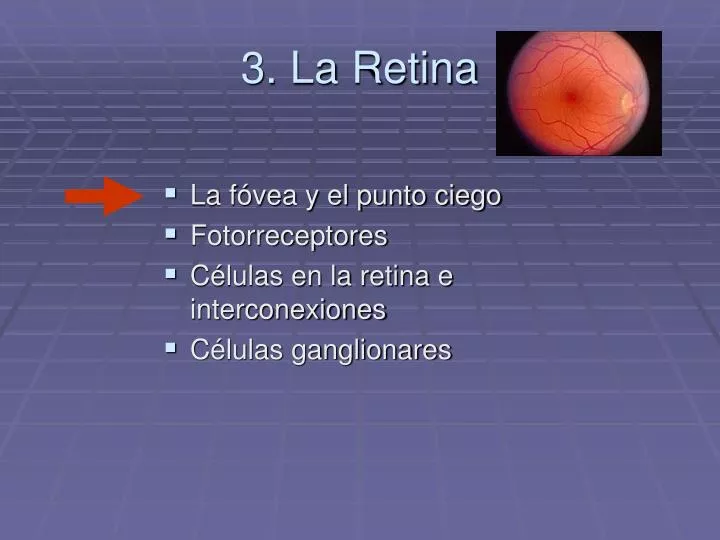 3 la retina