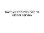 PPT - Anatomie Et Physiologie ( Niveau 2 ) PowerPoint Presentation ...