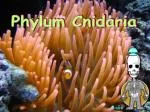 Phylum Cnidaria - slide 1