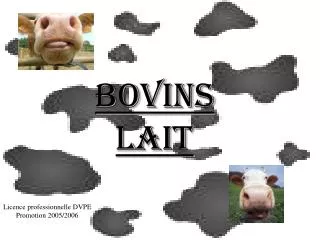 bovins lait
