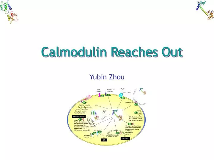 calmodulin reaches out
