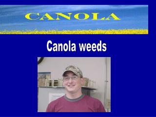 Canola weeds