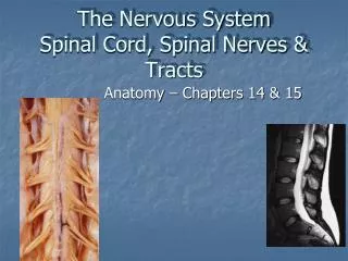 The Nervous System Spinal Cord, Spinal Nerves &amp; Tracts