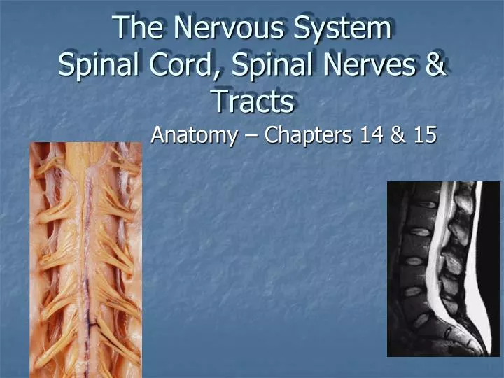 the nervous system spinal cord spinal nerves tracts