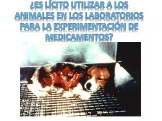 ¿Es lícito utilizar a los animales en los laboratorios para la experimentación de medicamentos?