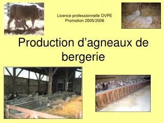 Production d’agneaux de bergerie