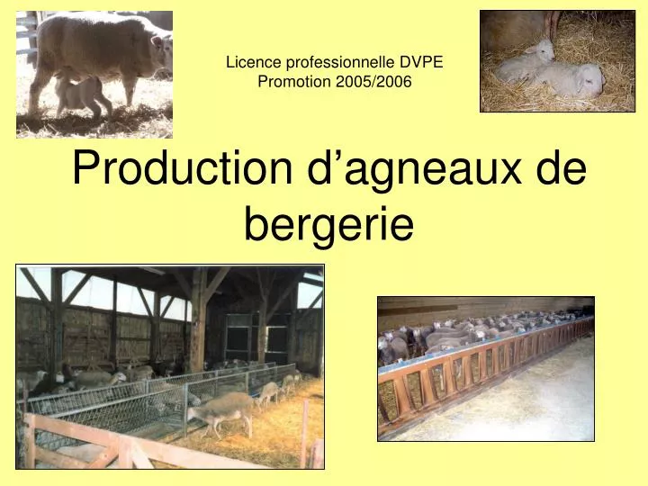 production d agneaux de bergerie