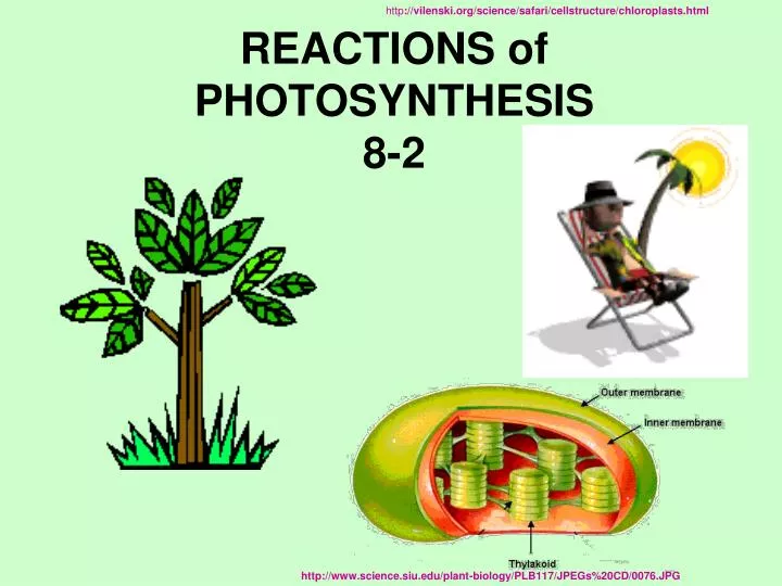 reactions of photosynthesis 8 2
