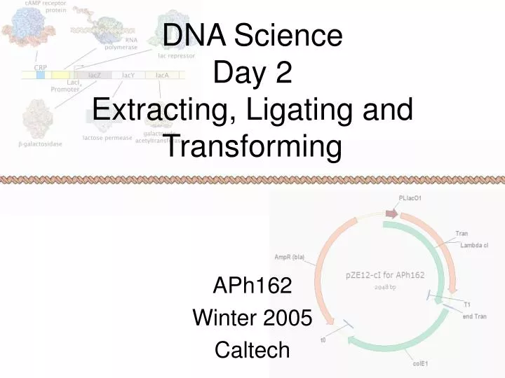 dna science day 2 extracting ligating and transforming