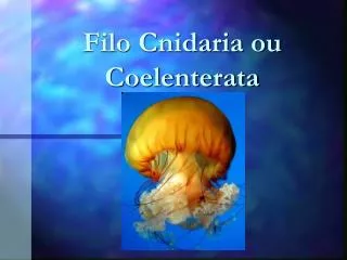 filo cnidaria ou coelenterata