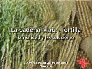 La Cadena Maíz - Tortilla la realidad y las soluciones