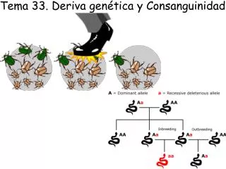Tema 33. Deriva genética y Consanguinidad