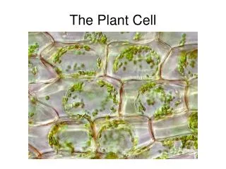 The Plant Cell
