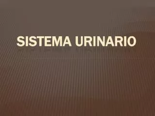 sistema urinario