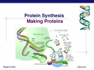 Protein Synthesis Making Proteins