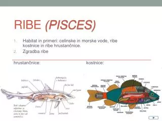 RIBE (Pisces)