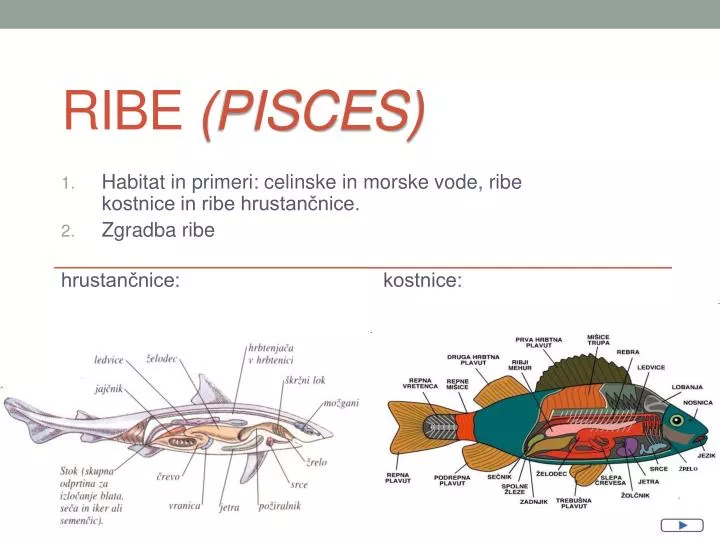 ribe pisces