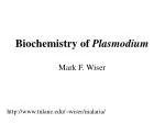 Biochemistry of Plasmodium