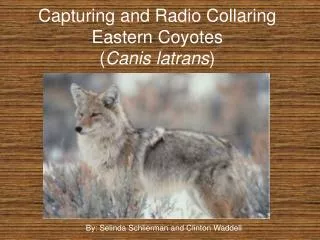 Capturing and Radio Collaring Eastern Coyotes ( Canis latrans )