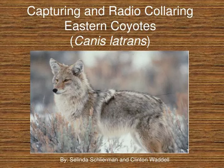 capturing and radio collaring eastern coyotes canis latrans