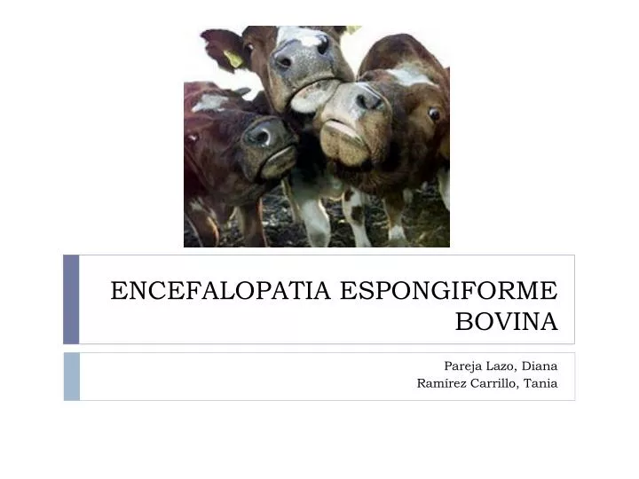 encefalopatia espongiforme bovina