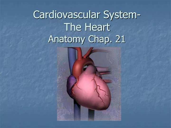 cardiovascular system the heart anatomy chap 21