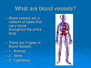 What are blood vessels?
